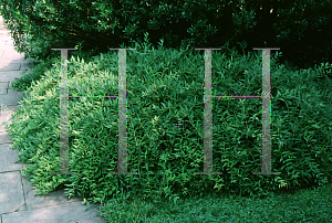 Picture of Deutzia gracilis 'Nikko'