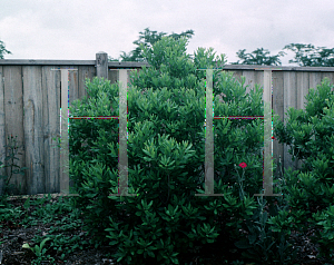 Picture of Myrica pensylvanica 