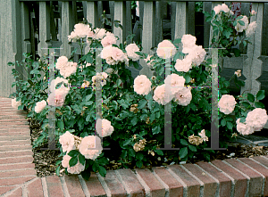 Picture of Rosa rugosa 'Morden Blush'