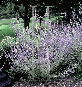 Picture of Perovskia atriplicifolia 