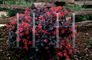 Picture of Loropetalum chinense var. rubrum 'Burgundy'