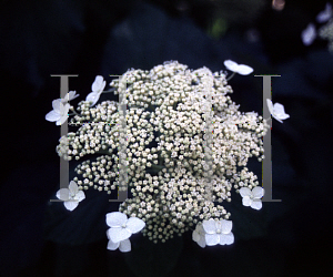 Picture of Hydrangea arborescens ssp. discolor 