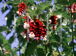 Picture of Leycesteria formosa 