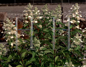 Picture of Hydrangea paniculata 'Green Spire'