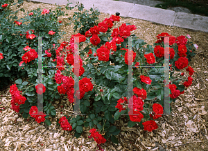 Picture of Rosa rugosa 'Morten (Linda Campbell)'