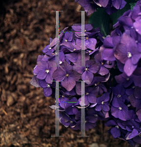 Picture of Hydrangea macrophylla 'Miss Belgium'