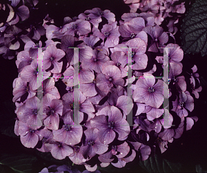 Picture of Hydrangea macrophylla 'La France'