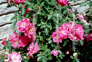 Picture of Rosa  'John Cabot'