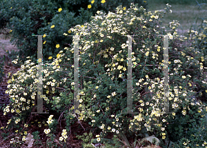 Picture of Potentilla fruticosa 'Katherine Dykes'