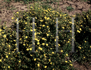 Picture of Potentilla fruticosa 'Gold Drop'