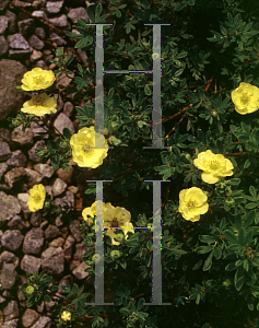 Picture of Potentilla fruticosa 'Sundance'