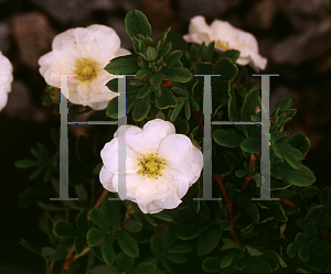 Picture of Potentilla fruticosa 'Snowbird'