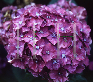 Picture of Hydrangea macrophylla 'Heinrich Seidel'