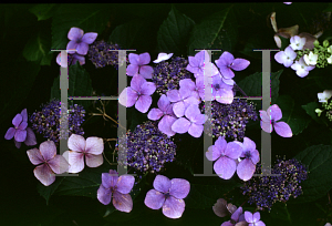 Picture of Hydrangea macrophylla 'Blue Wave'