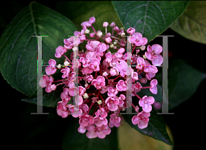 Picture of Hydrangea macrophylla 'Ayesha'