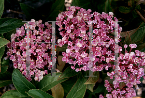 Picture of Hydrangea macrophylla 'Ayesha'