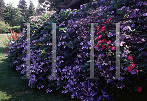 Picture of Hydrangea macrophylla 'Blue Wave'