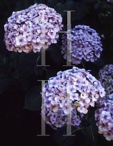 Picture of Hydrangea macrophylla 'Baardses Favorit'