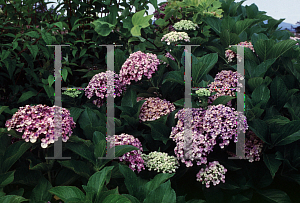 Picture of Hydrangea macrophylla 'Ayesha'