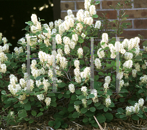 Picture of Fothergilla gardenii 