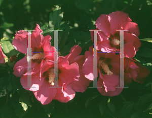 Picture of Hibiscus syriacus 'Violet Claire'