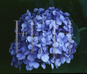 Picture of Hydrangea macrophylla 'Generale Vicomtesse de Vibraye'
