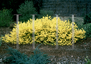 Picture of Forsythia x 'Courtasol (Gold Tide)'