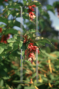 Picture of Leycesteria formosa 