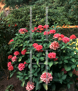 Picture of Hydrangea macrophylla 'Pia (Pink Elf)'