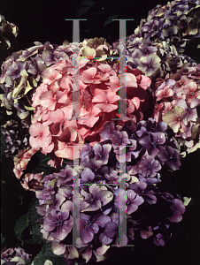 Picture of Hydrangea macrophylla 'Marechal Foch'