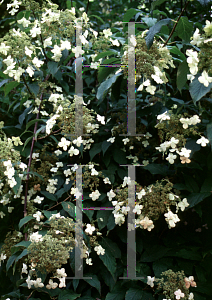 Picture of Hydrangea heteromalla 