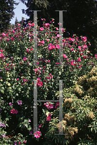 Picture of Hibiscus syriacus 'Violet Claire'