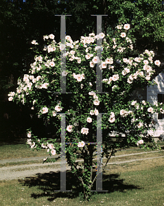 Picture of Hibiscus syriacus 'Red Heart'