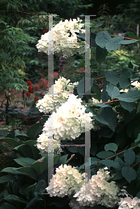 Picture of Hydrangea paniculata 'Unique'
