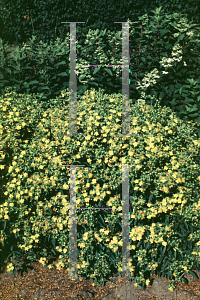 Picture of Hypericum kalmianum 'Ames'