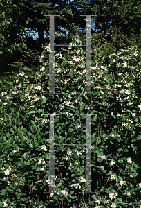 Picture of Aronia melanocarpa 