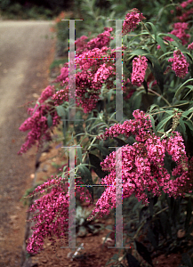 Picture of Buddleia davidii 'Dartmoor'