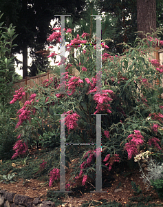 Picture of Buddleia davidii 'Dartmoor'