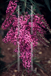 Picture of Buddleia davidii 'Dartmoor'