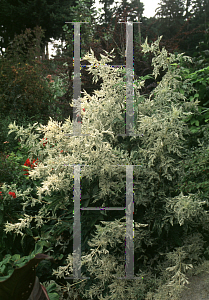 Picture of Sambucus nigra 'Pulverulenta'