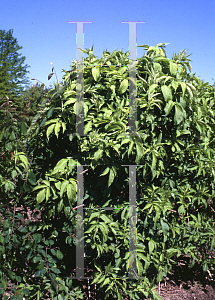 Picture of Sambucus canadensis 'Aurea'