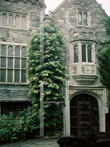 Picture of Hydrangea petiolaris 