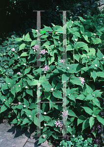 Picture of Hydrangea involucrata 