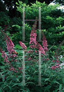 Picture of Buddleia davidii 'Fascinating'