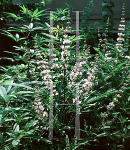 Picture of Vitex agnus-castus 'Pink'