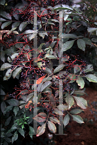 Picture of Sambucus nigra 'Guincho Purple'