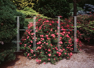 Picture of Spiraea japonica 'Neon Flash'