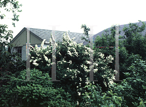 Picture of Spiraea nipponica 'Snowmound'