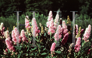 Picture of Spiraea x billardii 'Triumphans'