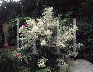 Picture of Sambucus nigra 'Pulverulenta'